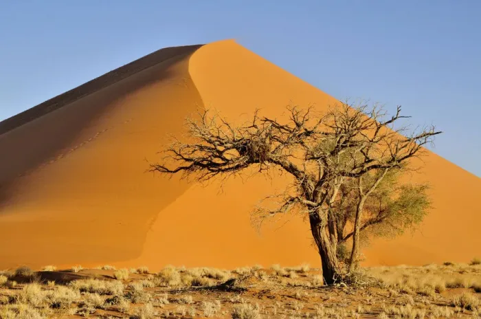 Framed Print : Acacia at the foot of a dune near Sossusvlei, Namib Desert, Namib Naukluft Park, Namibia, Africa