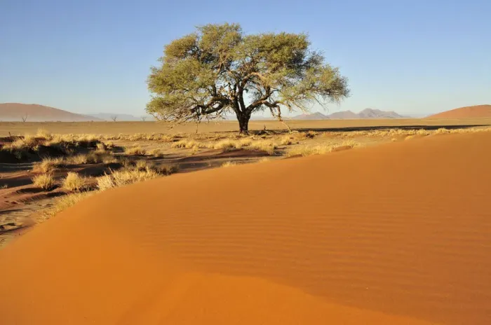 Framed Print : Acacia at the foot of a dune near Sossusvlei, Namib Desert, Namib Naukluft Park, Namibia, Africa Framed Print : Acacia at the foot of a dune near Sossusvlei, Namib Desert, Namib Naukluft Park, Namibia, Africa