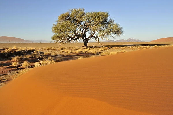 Acacia at the foot of a dune near Sossusvlei, Namib Desert, Namib Naukluft Park, Namibia, Africa