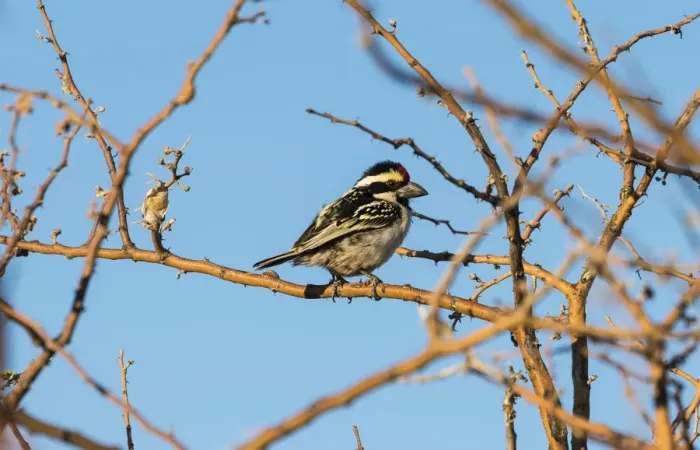 Framed Print : Acacia Pied Barbet -Tricholaema Leucomelas-, near Keetmanshoop, Namibia
