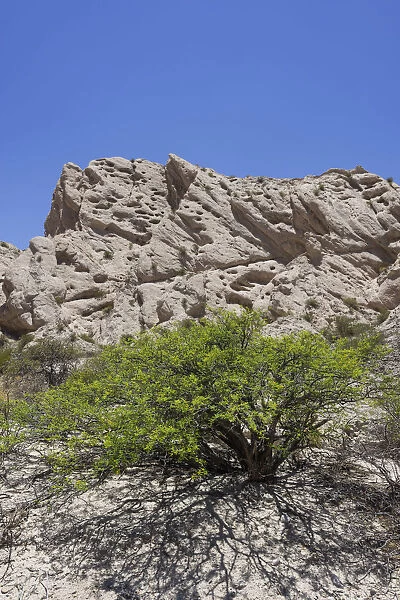Acacia shrub and geological formations of a dry lake bed in the Monument Natural Angastaco, Salta, Argentina