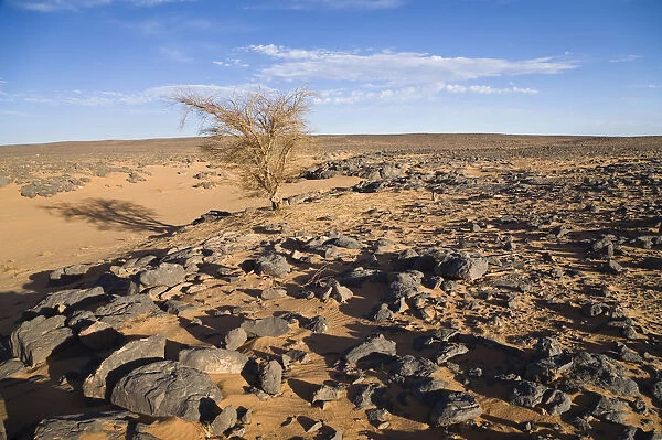 Acacia in the stone desert, black desert, Libya, North Africa, Africa