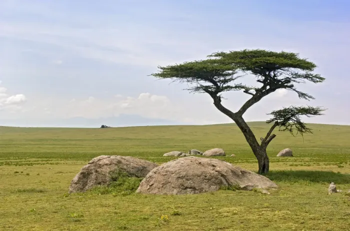 Framed Print : Acacia Tree, Amboseli National Park, Field, Grass, Growth, Horizon Over Land, Landscape Framed Print : Acacia Tree, Amboseli National Park, Field, Grass, Growth, Horizon Over Land, Landscape