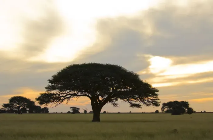 Framed Print : acacia tree, beauty in nature, day, flat, grass area, horizontal, idyllic, landscape Framed Print : acacia tree, beauty in nature, day, flat, grass area, horizontal, idyllic, landscape
