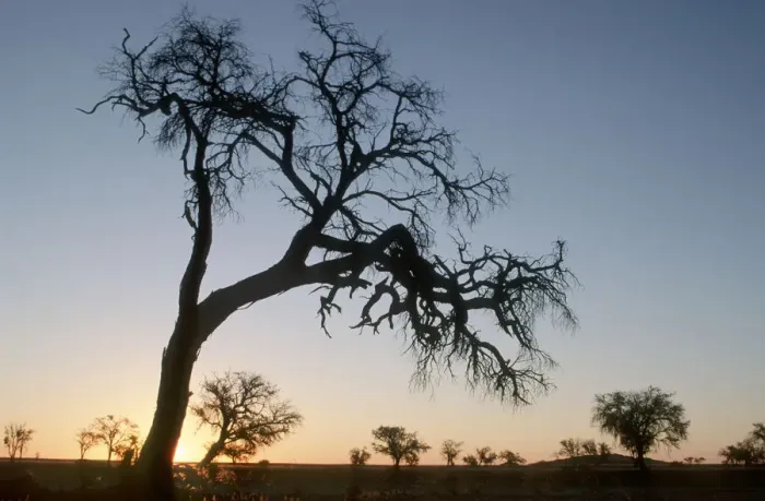 Framed Print : Acacia Tree, Color Image, Dusk, Evening, Horizon Over Land, Horizontal, Landscape Framed Print : Acacia Tree, Color Image, Dusk, Evening, Horizon Over Land, Horizontal, Landscape
