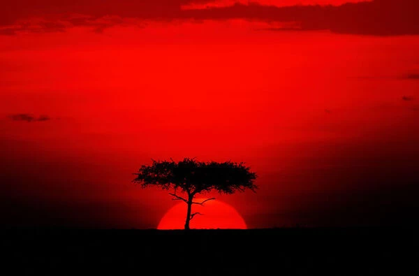 Acacia trees and sunset, Masai Mara, Kenya
