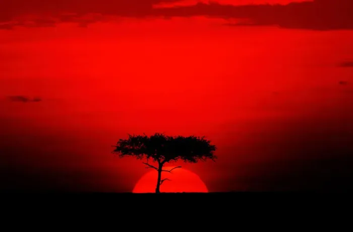 Framed Print : Acacia trees and sunset, Masai Mara, Kenya Framed Print : Acacia trees and sunset, Masai Mara, Kenya