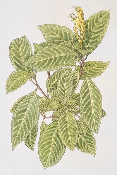 Acanthaceae, sanchezia speciosa, leafy plant with yellow flowerhead