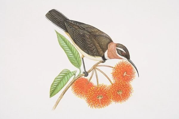 Acanthorhynchus supercilio, Western Spinebill perched on a tree twig by red gum flowers