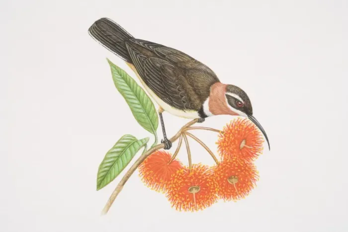 Framed Print : Acanthorhynchus supercilio, Western Spinebill perched on a tree twig by red gum flowers Framed Print : Acanthorhynchus supercilio, Western Spinebill perched on a tree twig by red gum flowers