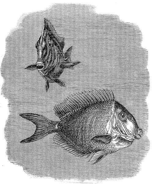 Acanthurus or surgeonfish