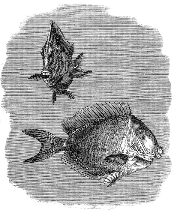 Framed Print : Acanthurus or surgeonfish Framed Print : Acanthurus or surgeonfish