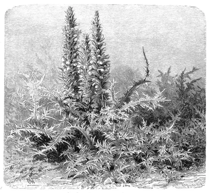 Framed Print : Acanthus mollis, bears breeches, sea dock, bearsfoot or oyster plant Framed Print : Acanthus mollis, bears breeches, sea dock, bearsfoot or oyster plant