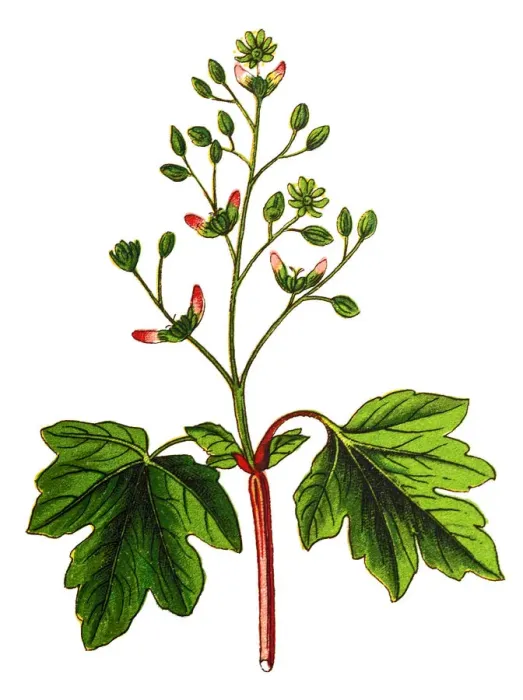 Framed Print : Acer campestre, known as the field maple Framed Print : Acer campestre, known as the field maple