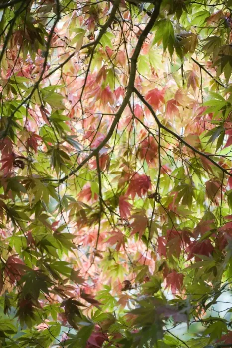 Framed Print : Acer glade Framed Print : Acer glade