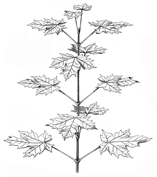 Framed Print : Acer platanoides (Norway maple)