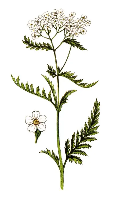 Framed Print : Achillea millefolium, commonly known as yarrow or common yarrow Framed Print : Achillea millefolium, commonly known as yarrow or common yarrow