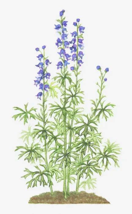 Framed Print : aconitum, aconitum napellus, blue, botany, cut out, flower, foliage, leaf, monks hood