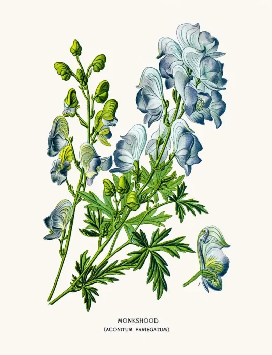 Framed Print : Aconitum deadly poisonous flower Framed Print : Aconitum deadly poisonous flower