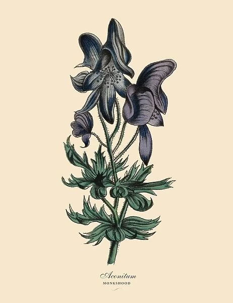 Aconitum or Monkshood Plant, Victorian Botanical Illustration