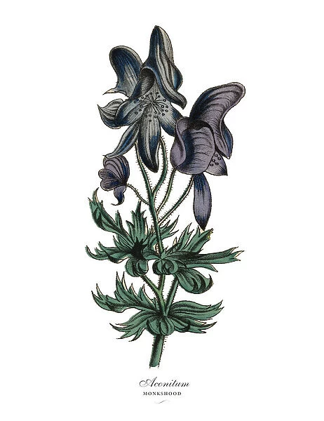 Aconitum or Monkshood Plant, Victorian Botanical Illustration