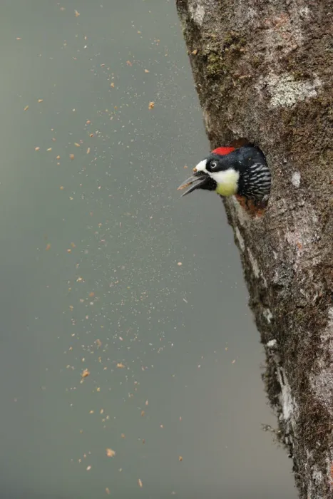 Framed Print : Acorn Woodpecker Framed Print : Acorn Woodpecker