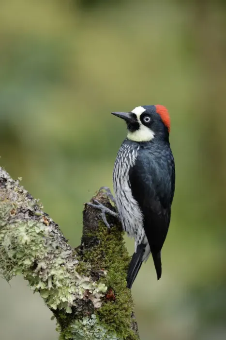 Framed Print : Acorn Woodpecker