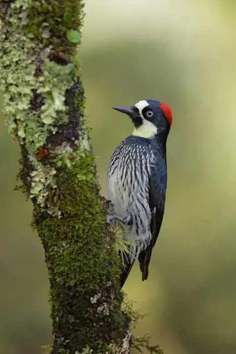 Framed Print : Acorn Woodpecker Framed Print : Acorn Woodpecker