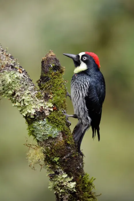 Framed Print : Acorn Woodpecker