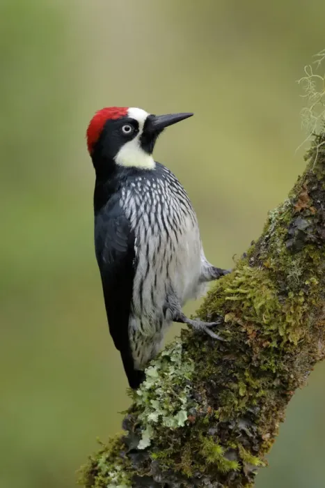 Framed Print : Acorn Woodpecker Framed Print : Acorn Woodpecker