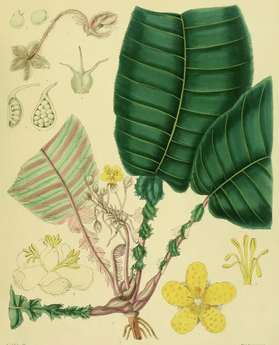 Framed Print : Acrotrema lyratum, a species belonging to the rose apple family (Dilleniaceae), native to Southeast Asia, Sri Lanka, digitally restored historical colour print from 1893 Framed Print : Acrotrema lyratum, a species belonging to the rose apple family (Dilleniaceae), native to Southeast Asia, Sri Lanka, digitally restored historical colour print from 1893