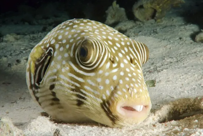 Framed Print : actinopterygii, african, animals, aquatic, blowfish, bodies, body, bony, egyptian Framed Print : actinopterygii, african, animals, aquatic, blowfish, bodies, body, bony, egyptian