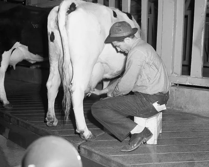 Framed Print : Actor Robert Mitchum Milking a Cow