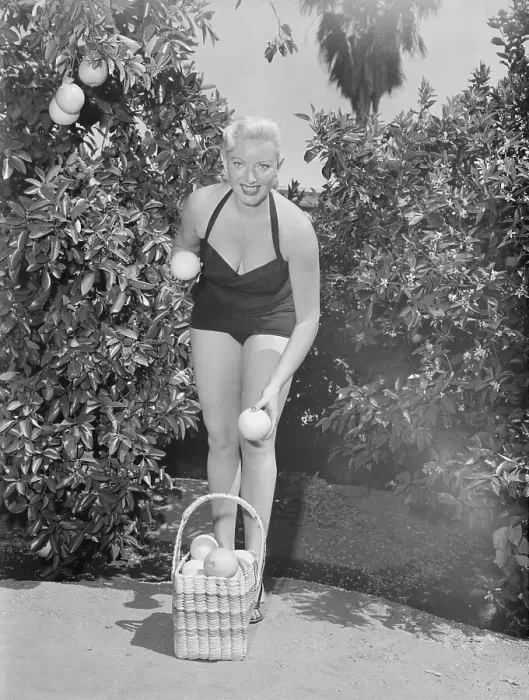 Framed Print : Actress Dagmar Picking Grapefruit