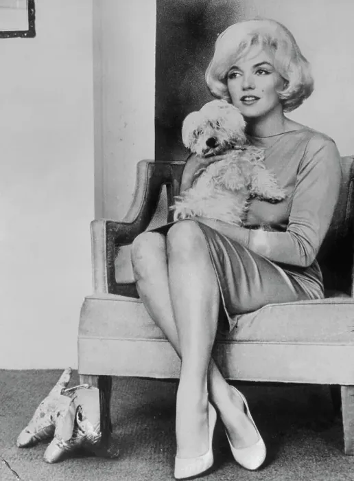 Framed Print : Actress Marilyn Monroe Holding Dog Framed Print : Actress Marilyn Monroe Holding Dog