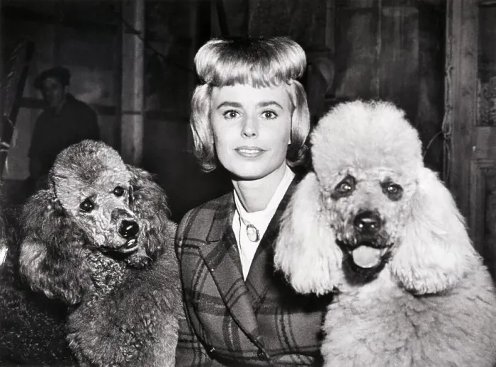 Framed Print : Actress with Poodle Cut and Two Poodles Framed Print : Actress with Poodle Cut and Two Poodles