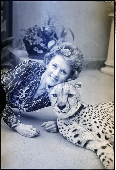 Framed Print : Actress Tippi Hedren With A Cheetah Framed Print : Actress Tippi Hedren With A Cheetah