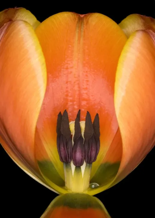 Framed Print : Ad Rem. Tulip Ad Rem Framed Print : Ad Rem. Tulip Ad Rem