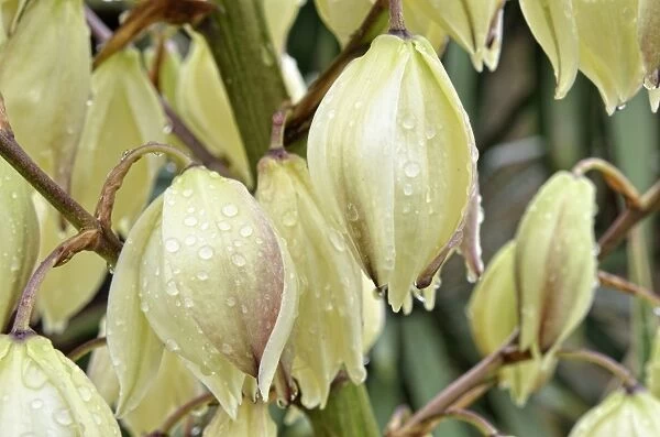 Adams Needle, Spanish Bayonet or Spoon-leaf Yucca -Yucca filamentosa- during rain, Canton of Tessin, Switzerland