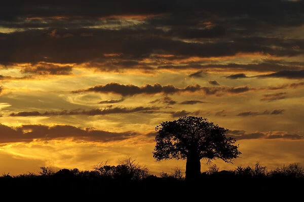 adansonia digitata, african baobab, baobab tree, beauty in nature, cloudscape, horizon over land