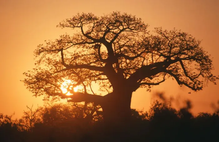 Framed Print : adansonia digitata, backlit, baobab, baobab tree, beauty in nature, clear sky, color image Framed Print : adansonia digitata, backlit, baobab, baobab tree, beauty in nature, clear sky, color image