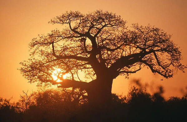adansonia digitata, backlit, baobab, baobab tree, beauty in nature, clear sky, color image