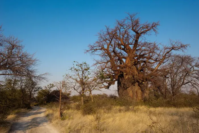 Framed Print : adansonia digitata, bare tree, boabab tree, botswana, clear sky, color image, day Framed Print : adansonia digitata, bare tree, boabab tree, botswana, clear sky, color image, day