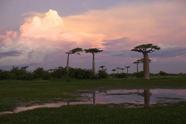 adansonia grandidieris, ancient, attraction, avenue, avenue of the baobabs, baobab