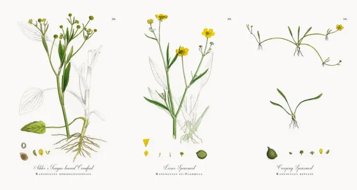 Framed Print : Adderas Tongue-leaved Crowfoot, Ranunculus ophioglossifolius, Victorian Botanical Illustration, 1863 Framed Print : Adderas Tongue-leaved Crowfoot, Ranunculus ophioglossifolius, Victorian Botanical Illustration, 1863