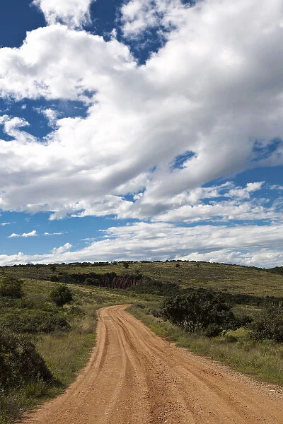 addo elephant national park, cloud, color image, colour image, day, daytime, dirt track