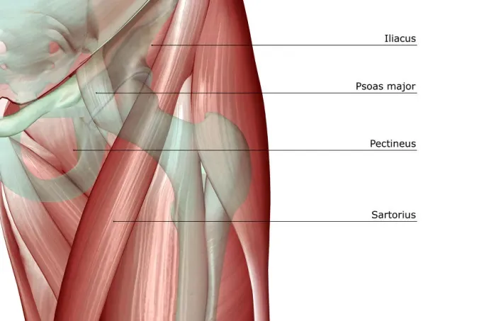 Framed Print : adductor longus, anatomy, close-up view, front view, hip, hip muscles, human, iliacus Framed Print : adductor longus, anatomy, close-up view, front view, hip, hip muscles, human, iliacus