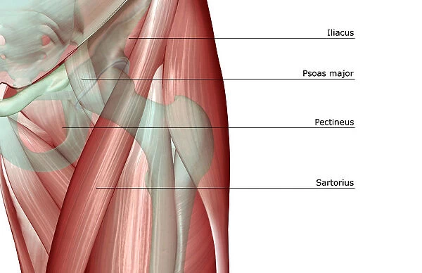 adductor longus, anatomy, close-up view, front view, hip, hip muscles, human, iliacus