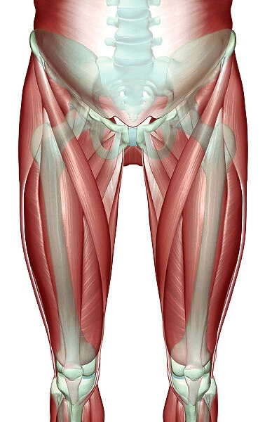 adductor longus, anatomy, front view, hip, hip muscles, human, iliacus, illustration