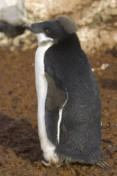 Adelie penguin chick, Antarctic Peninsula
